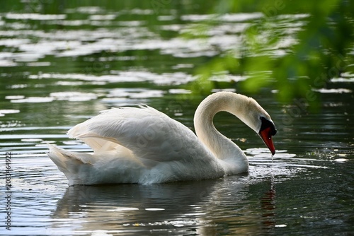 Swan