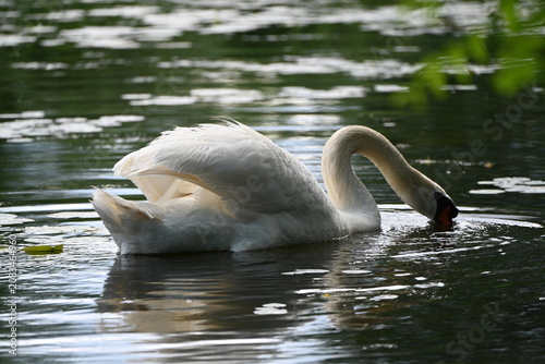 Swan
