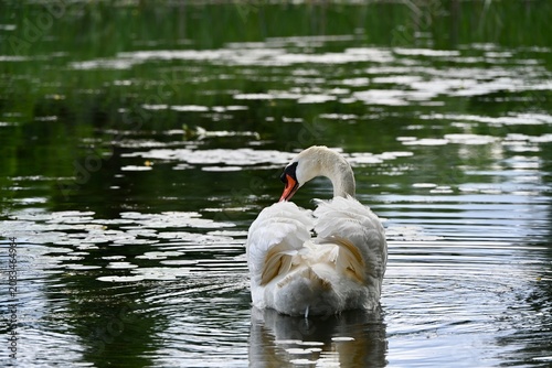 Swan