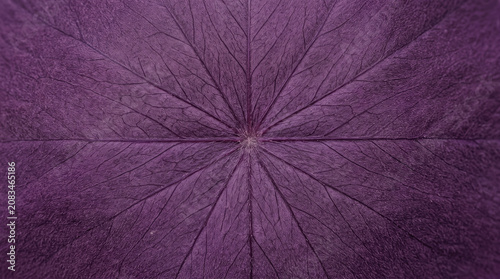 Hyper Realistic Purple Oxalis Seamless Botanical Texture