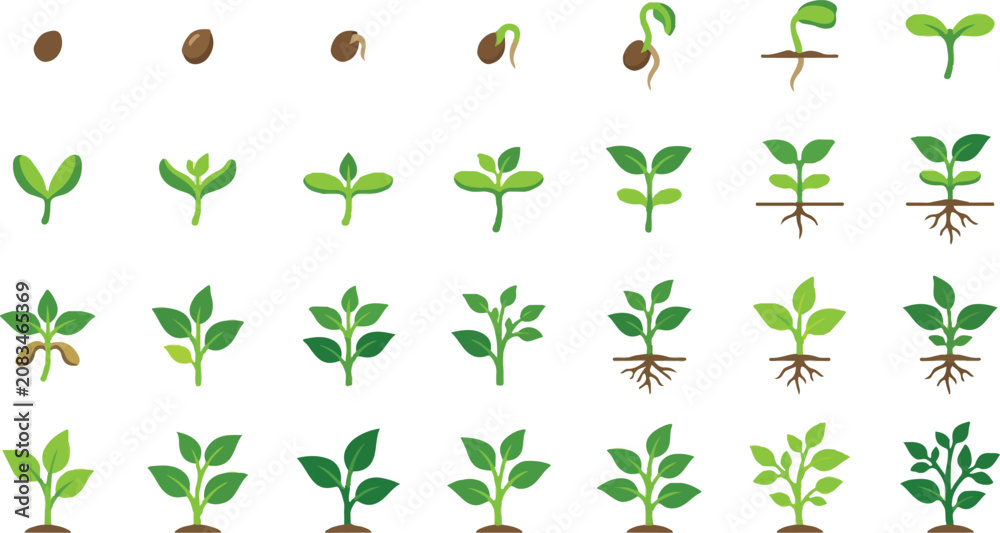 Fototapeta premium From Seed Germination to Sprout Seedling and Young Tree Flat Vector Illustration