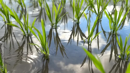 Lush green reeds reflecting on calm water