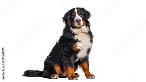 Cuadro en lienzo Bernese Mountain Dog sitting attentively, tri-color coat