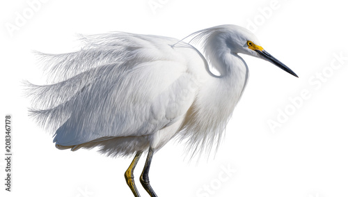 Tablou pe pânză Snowy Egret bird with long flowing plumes and yellow eyes