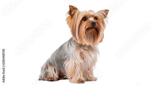 Foto Cute small furry Yorkshire terrier dog pet standing isolated on a transparent ba