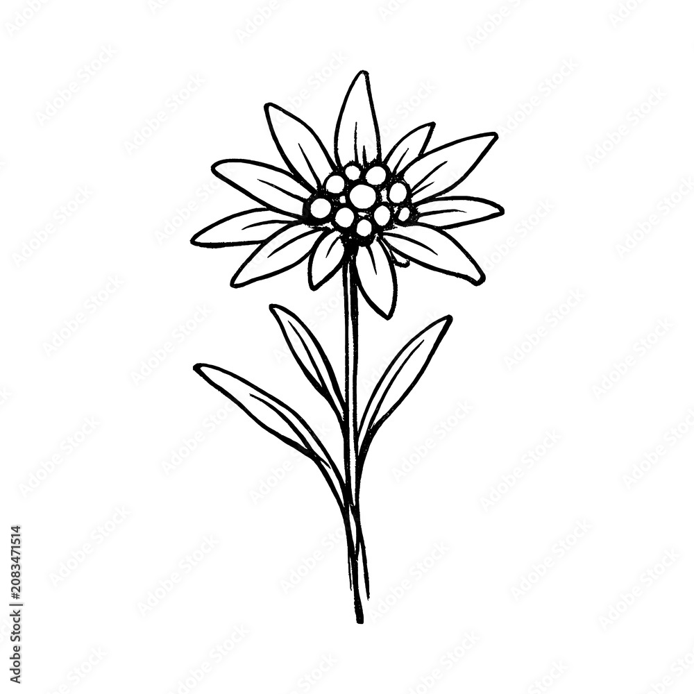Fototapeta premium PNG Elegant black and white flower