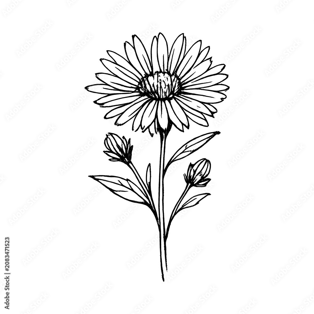 Fototapeta premium PNG Delicate floral sketch art