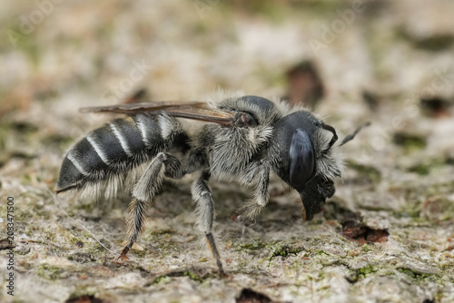 Bild auf Leinwand Detailed closeup on a blue-eyed female Tufted small mason, Hoplitis cristatula f