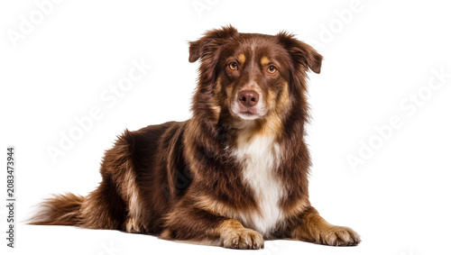 Принти на полотні Brown Australian Shepherd dog lying down, white chest and paws