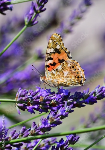  Distelfalter (Vanessa cardui) auf Lavendel, vertikal