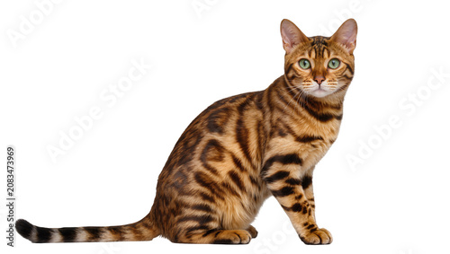 Принти на полотні Bengal cat with green eyes and spotted fur sitting
