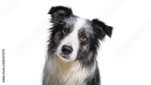 Photos Border Collie dog head tilt curious expression