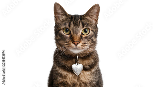 Photos Tabby cat with heart-shaped locket looking forward