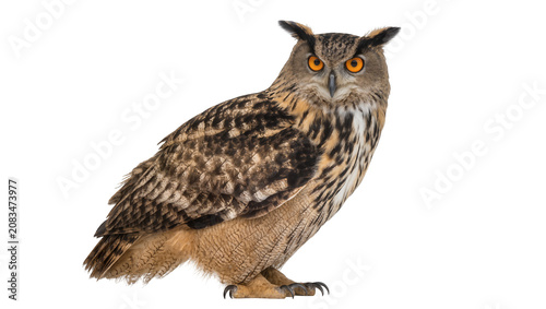 Canvas Print Eurasian Eagle Owl with bright orange eyes and detailed plumage