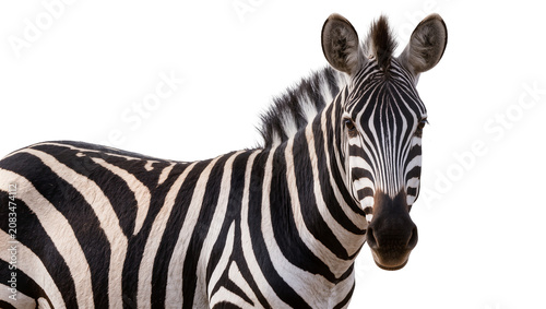 Obraz na plátně Zebra head and body with distinctive black and white stripes