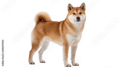 Photos Shiba Inu dog standing alert expression, curled tail