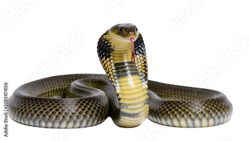 Fotografía Cobra snake with hood flared tongue flicking, coiled body