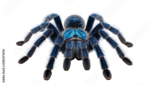 Fotografie Blue Tarantula Spider Close-up Macro View