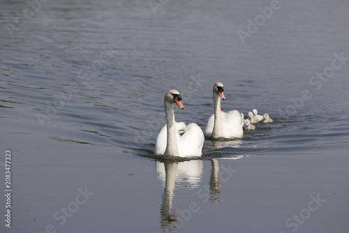 Φωτογραφία Mute swans with cygnets