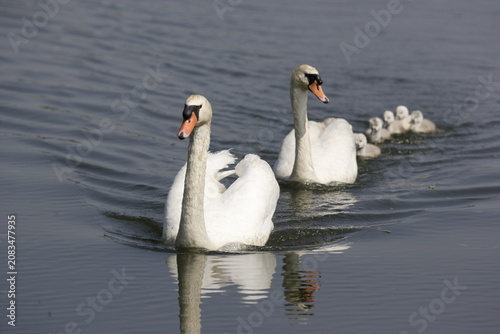 Fotografie Mute swans with cygnets