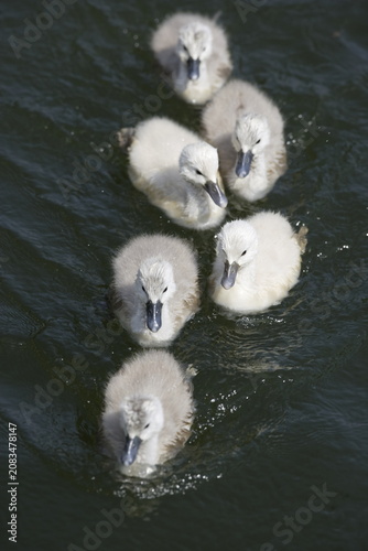 Foto Mute swan cygnets swimming