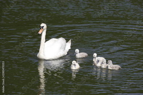 Obraz na płótnie Mute swans with cygnets