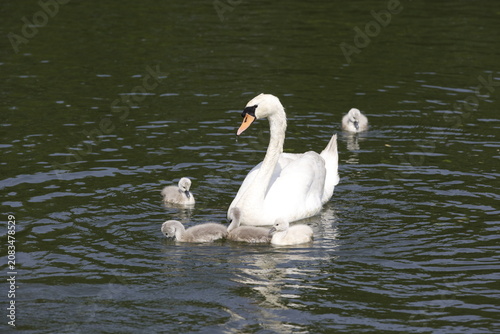 Obraz na płótnie Mute swans with cygnets