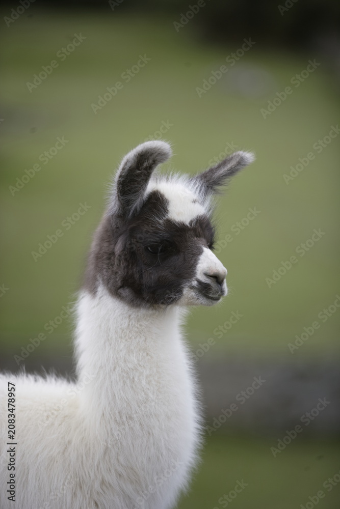 Fototapeta premium Young Llama at Machu Picchu