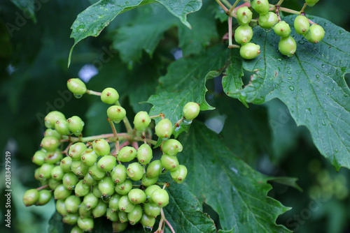Obraz na płótnie Bunches of unripe green viburnum berries are covered with transparent drops of dew or rain