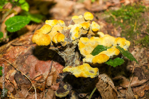 Canvastavla An unusual yellow wood mushroom of a bizarre shape grows on an old stump in the middle of a dense summer forest