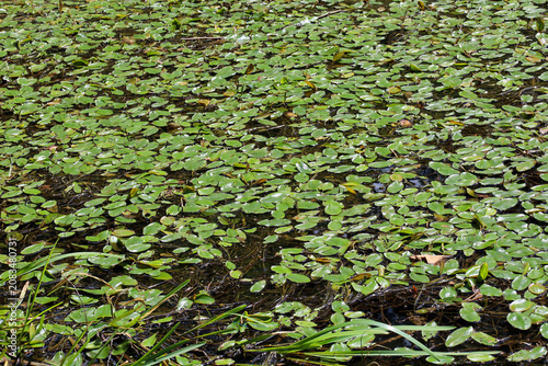 A large amount of small green leaves of aquatic plants covers the surface of an old forest pond with a dense carpet. In the bright summer sunlight, interwoven underwater stems and small algae are clea