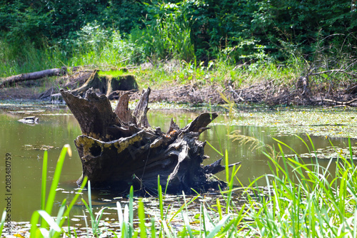 Fotografie An old massive stump of a bizarre shape rises in the middle of a calm forest pond surrounded by bright coastal grass