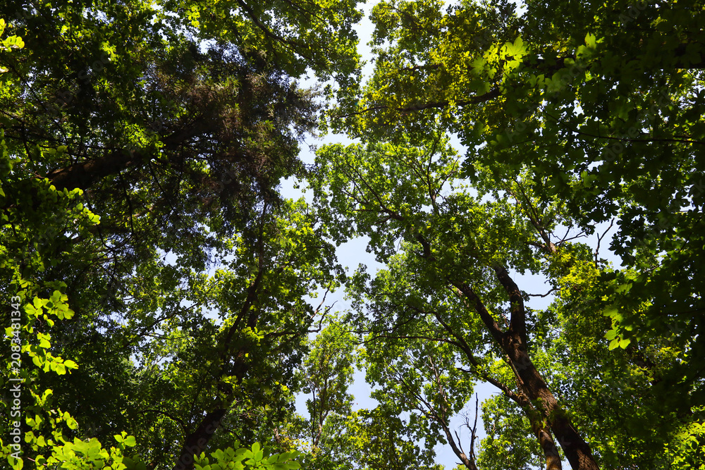 Fototapeta premium Dense green crowns of tall forest trees interweave high above under gentle summer sunlight. The low angle view reveals a stunning panorama of a deciduous forest against a pale sky background.