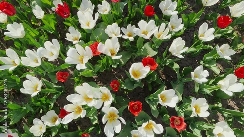 Overhead View Of White and Red Tulips In Spring Garden