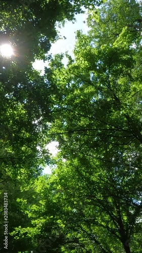 green leaves on a tree. green forest in the morning. summer forest landscape. walk in a fresh forest on a summer day. green leaves of trees against the sky in the forest. Ukrainian landscape 4K