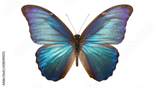 Cuadro en lienzo Blue Morpho Butterfly with Iridescent Wings