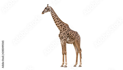Photography Giraffe standing full body side view, white