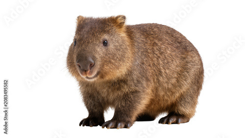Foto Wombat with brown fur and small eyes on white