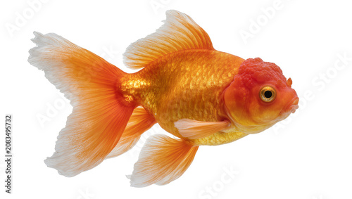 Fényképezés Oranda goldfish with red wen and flowing fins