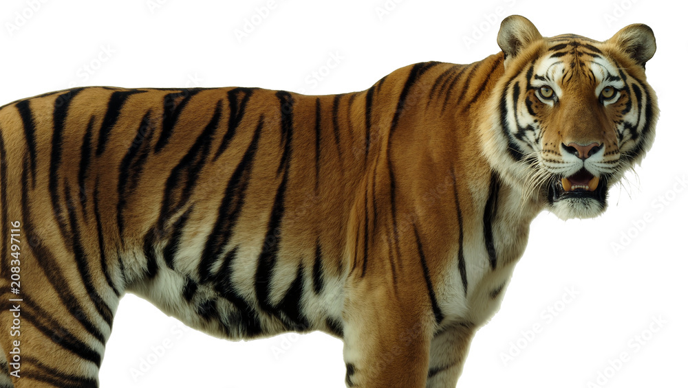 Fototapeta premium Bengal tiger with orange fur and black stripes standing