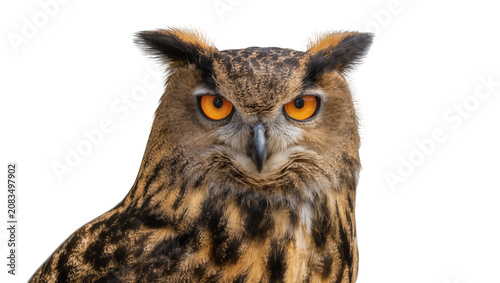Schilderij op canvas Eurasian eagle-owl with bright orange eyes and detailed feathers