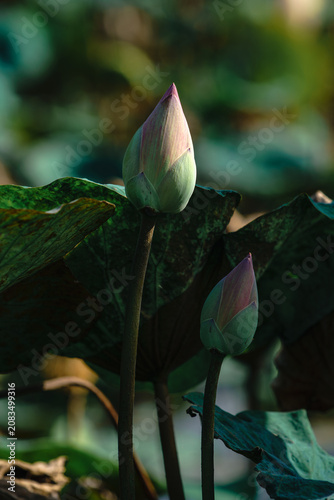pink lotus