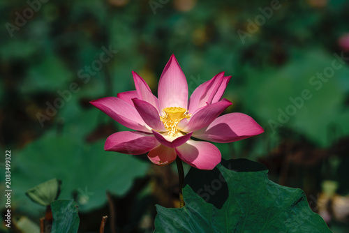 pink lotus