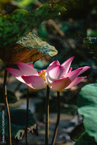 pink lotus