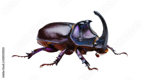 Φωτογραφία Male Rhinoceros Beetle with Large Horn