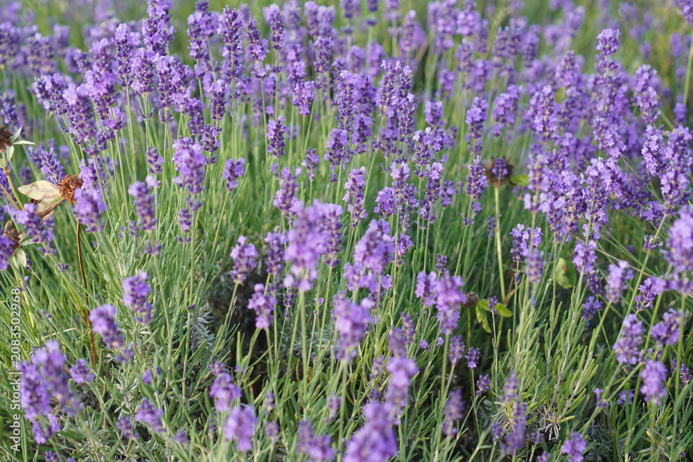 Fototapeta premium serene lavender field blooming in the outdoor garden with green stems and purple flowers close-up for editorial and educational use cases in botanical photography.