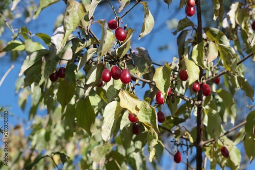 Red ripe cornellian cherry, lat. Cornus mass in the autumn. European cornel dogwood tree branches full of ripe berries in the garden against blue sky.
