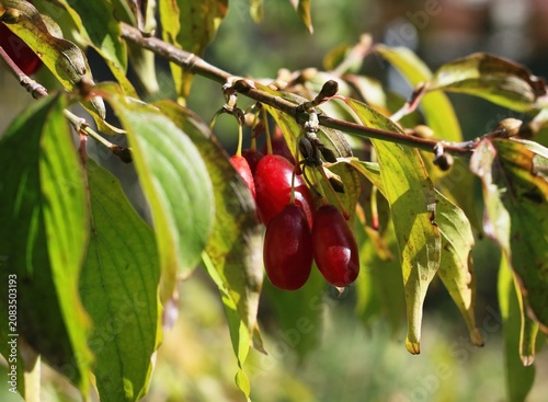Red ripe cornellian cherry, lat. Cornus mass in the autumn. European cornel dogwood tree branches full of ripe berries in the garden.