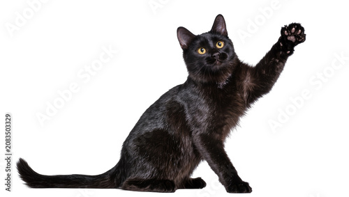 Fotografie Black cat with yellow eyes raising paw