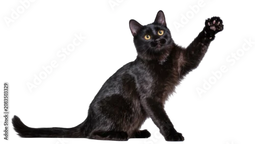 Fototapeta na wymiar Black cat with yellow eyes raising paw